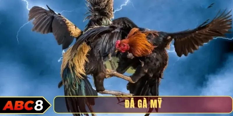 Đá gà Mỹ
