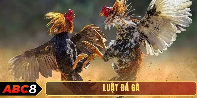 Luật đá gà cựa sắt