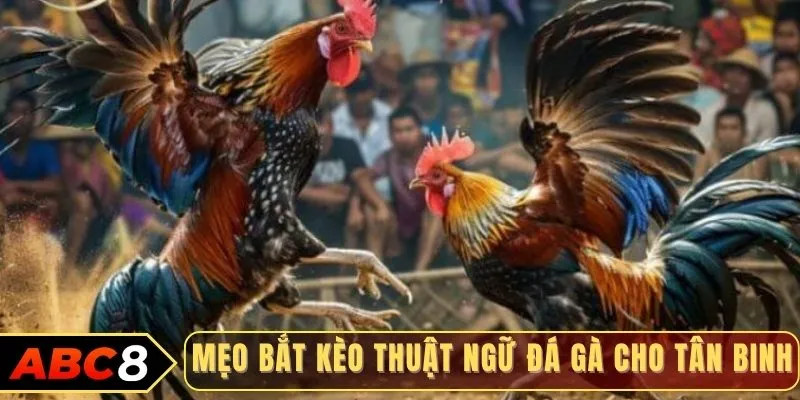 Mẹo bắt kèo thuật ngữ đá gà cho tân binh