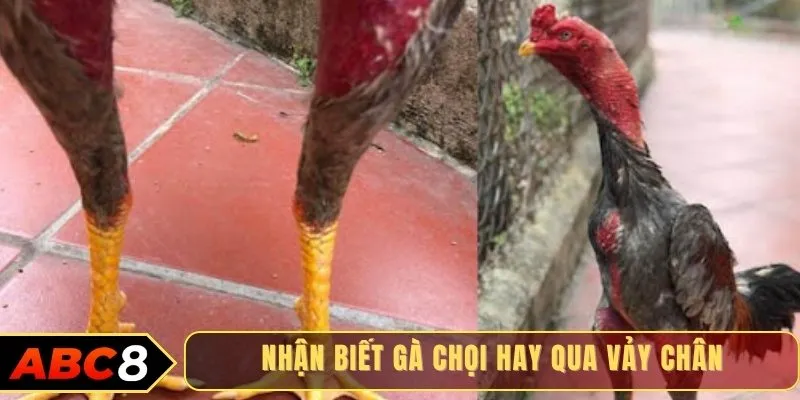Nhận biết gà chọi hay qua vảy chân