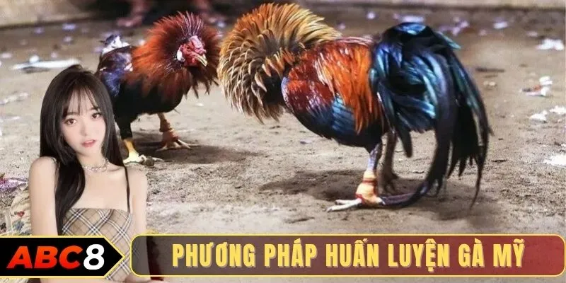 Phương pháp huấn luyện gà Mỹ