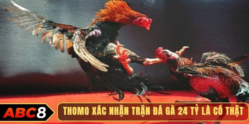 Thomo xác nhận trận đá gà 24 tỷ là có thật
