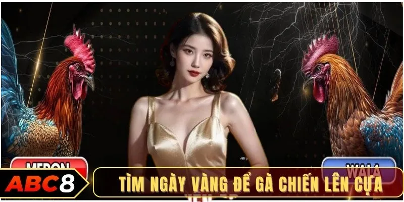 Tìm ngày vàng để gà chiến lên cựa