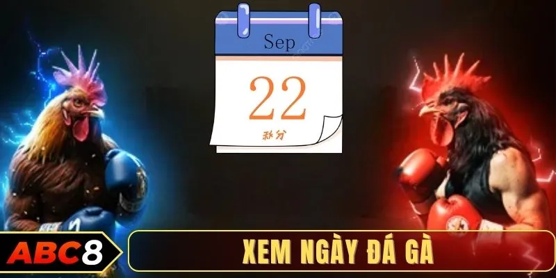 Mẹo vàng khi xem ngày đá gà