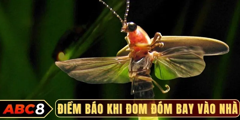 Điềm báo khi đom đóm bay vào nhà
